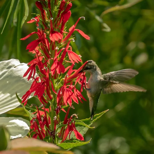 how-to-plant-cardinal-flower-for-hummingbirds how-to-plant-cardinal-flower-for-hummingbirds