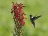 hummingbird-cardinal-flower-native-plant