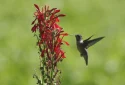 hummingbird-cardinal-flower-native-plant