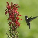 hummingbird-cardinal-flower-native-plant