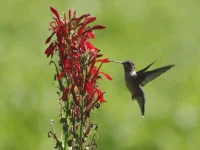 hummingbird-cardinal-flower-native-plant