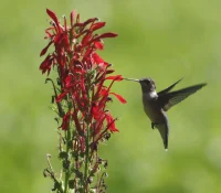 hummingbird-cardinal-flower-native-plant