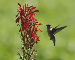 hummingbird-cardinal-flower-native-plant