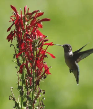 hummingbird-cardinal-flower-native-plant hummingbird-cardinal-flower-native-plant