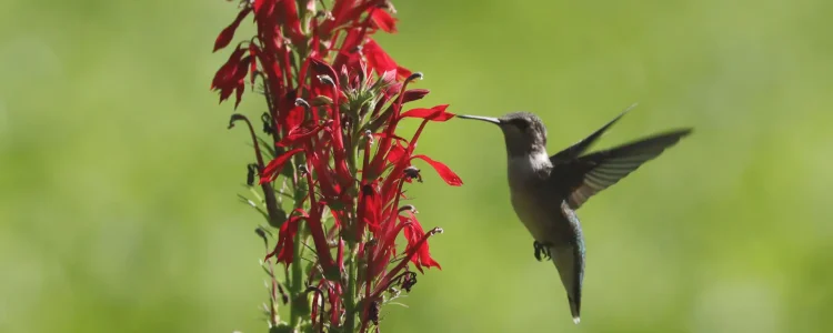hummingbird-cardinal-flower-native-plant