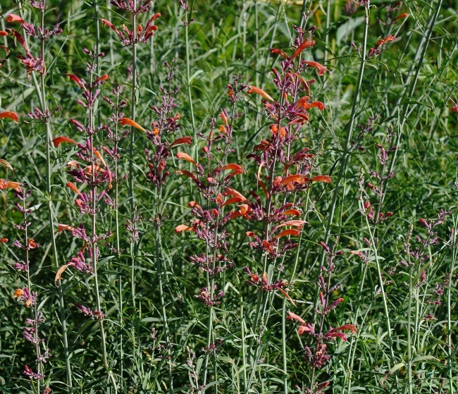 hummingbird-mint-native-flower-Agastache-rupestris