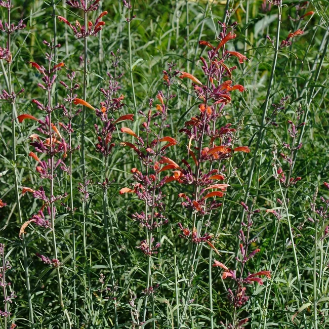 hummingbird-mint-native-flower-Agastache-rupestris