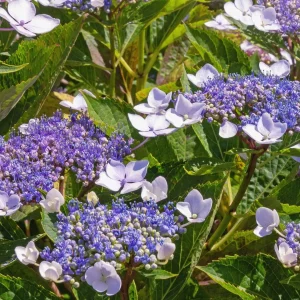 hydrangea-aspera-nonnative-hydrangea