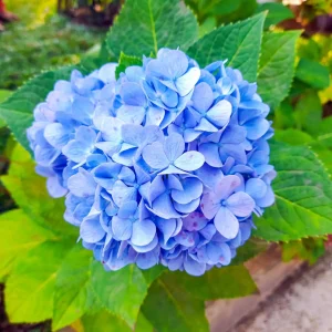 hydrangea-macrophylla-blue-nonnative-hydrangea