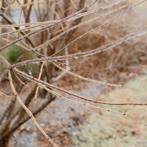 ice-on-buttonbush-native-shrub-in-winter ice-on-buttonbush-native-shrub-in-winter