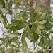 ilex-glabra-native-inkberry-shrub