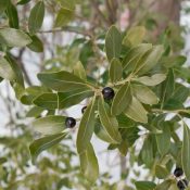 ilex-glabra-native-inkberry-shrub