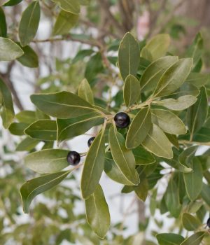 ilex-glabra-native-inkberry-shrub