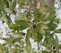 ilex-glabra-native-inkberry-shrub