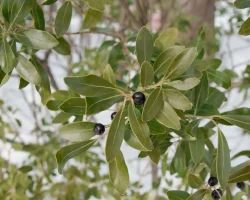 ilex-glabra-native-inkberry-shrub