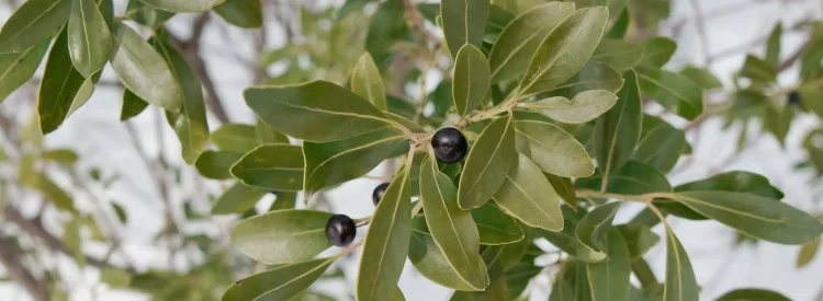 ilex-glabra-native-inkberry-shrub