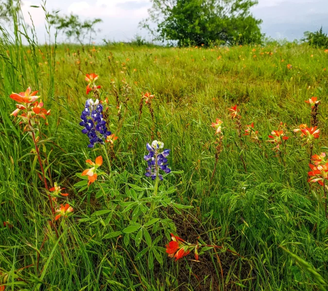 Meadow of tall green grasses with bright orange and purple wildflowers in the foreground under a cloudy sky