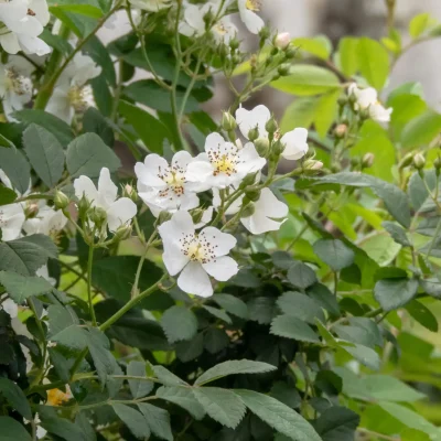 invasive-rose-Rosa-multiflora