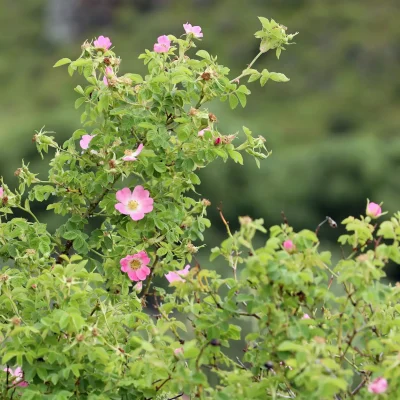 invasive-rose-sweet-briar-rose