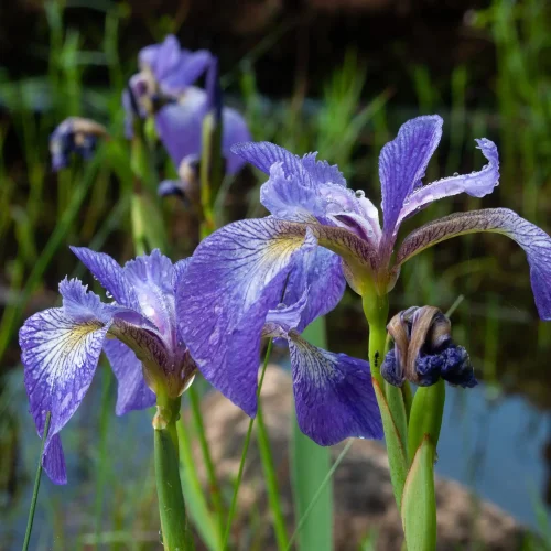 iris-versicolor-native-blue-flag-iris-rain-garden