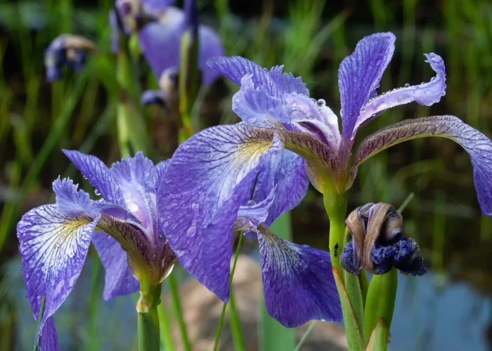 iris-versicolor-native-blue-flag-iris-rain-garden