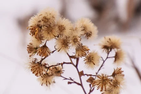 ironweed-seeds-native-garden-in-winter