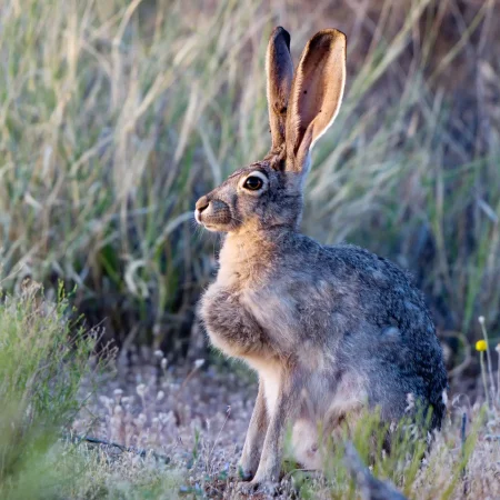 jackrabbit-in-utah