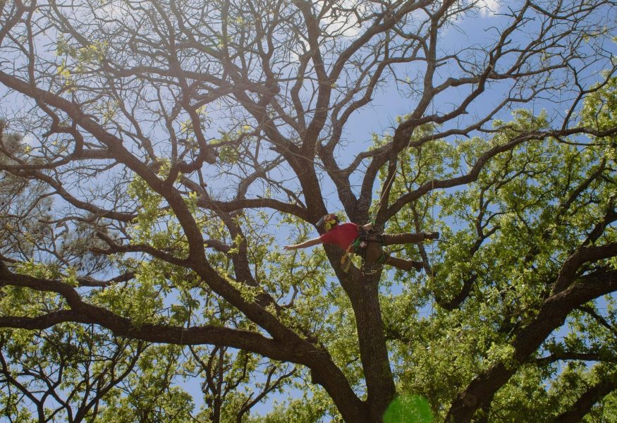 jason-atwood-in-a-tree-arborist