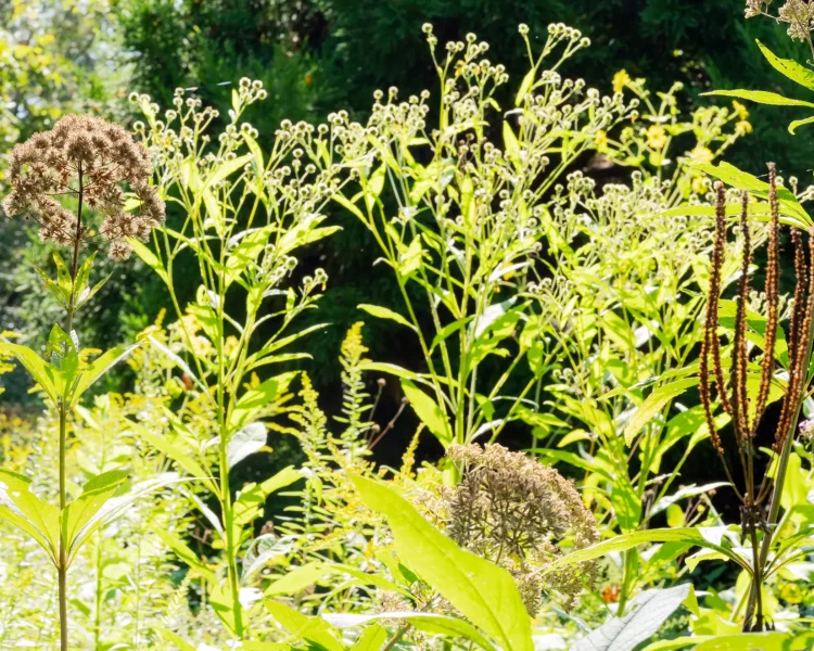 Leave Joe Pye and other natives alone in the fall and enjoy a living sculpture garden