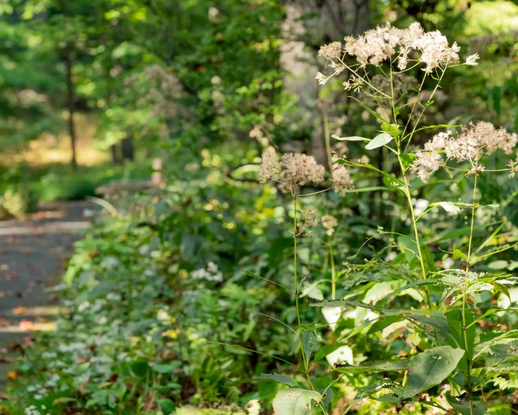Tall skyscrapers of Joe Pye weed provide drama next to a walkway
