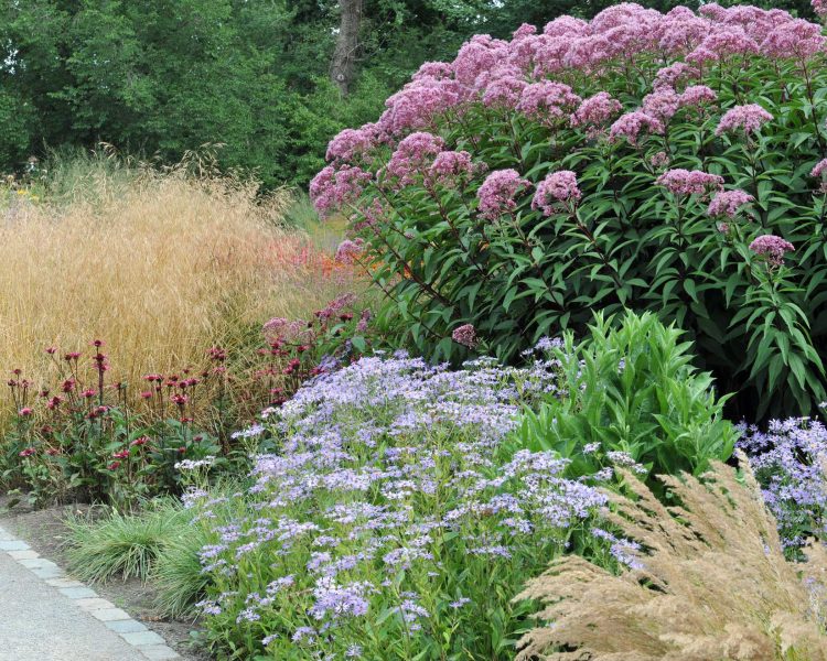 Joe Pye weed + asters + coneflowers + grasses = four-season garden