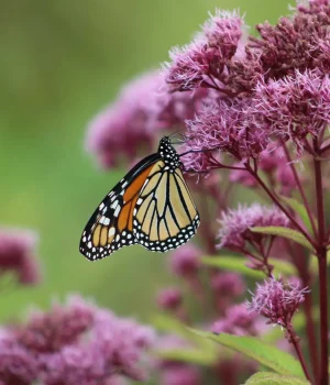 joe-pye-weed-with-a-monarch-butterfly #image_title