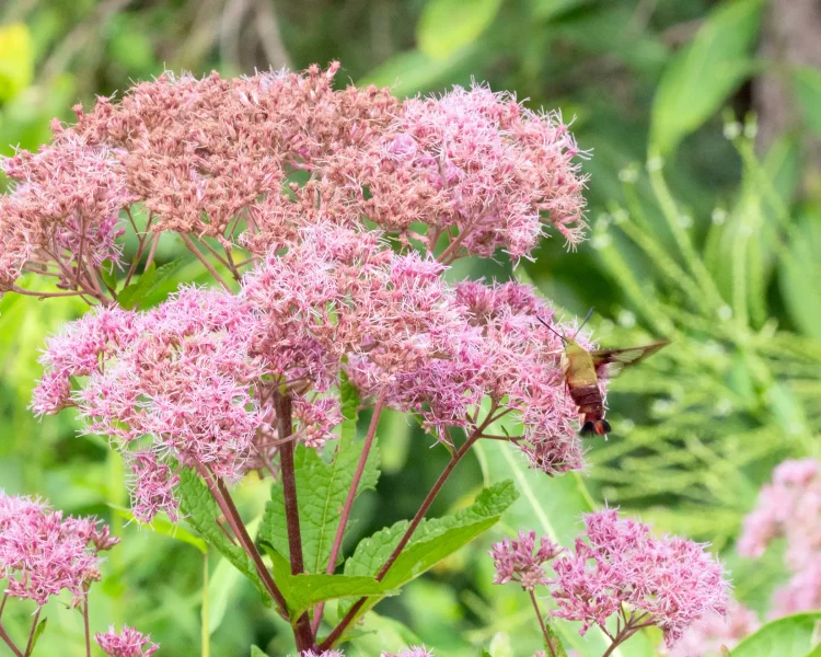 Tall Joe Pye weed at the edge of a lawn attracts a hummingbird hawk moth