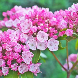 kalmia-latifolia-tinkerbell-native-mountain-laurel-bush