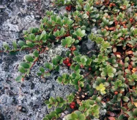 kinnikinnick-native-plant-with-berrie