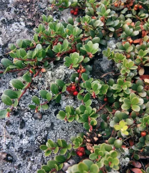 kinnikinnick-native-plant-with-berrie