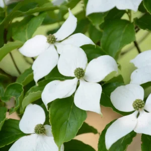 kousa-dogwood-nonnative-tree