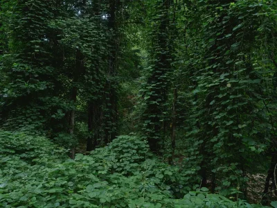 Insidious kudzu vines have overwhelmed this stretch of mountain woodlands near Manchester in southeastern Kentucky.  Kudzus coiling vines eventually overwhelm and kill their hosts by blocking the sun from reaching them.