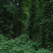 Insidious kudzu vines have overwhelmed this stretch of mountain woodlands near Manchester in southeastern Kentucky.  Kudzus coiling vines eventually overwhelm and kill their hosts by blocking the sun from reaching them.
