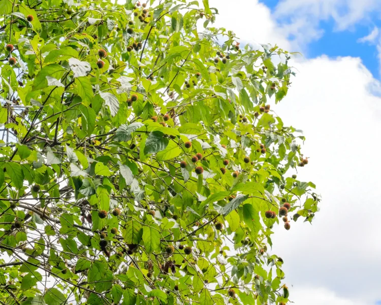 Buttonbushes can thrive for decades, reaching the size of small trees (around 20')