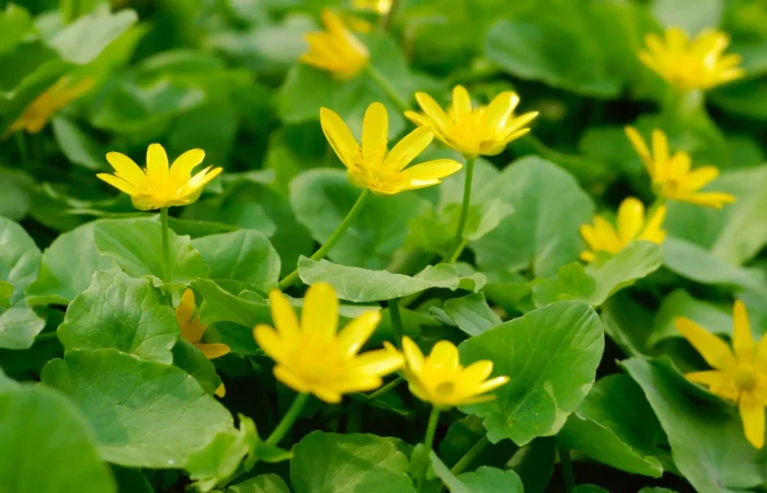 lesser-celandine-non-native-flower-in-bloom