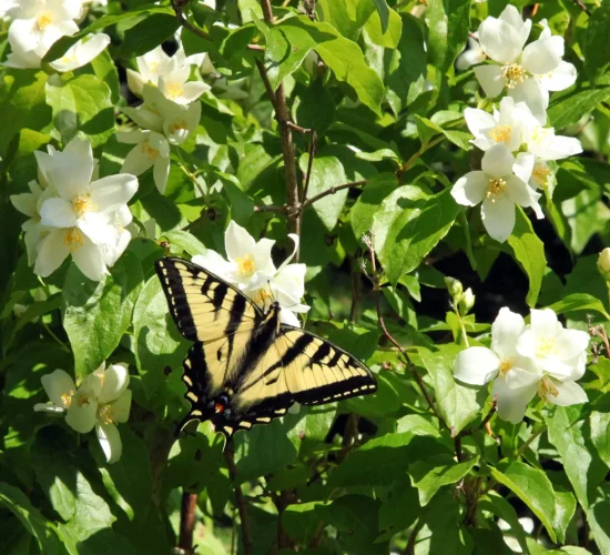 lewis-mock-orange-in-bloom