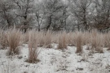 Little Bluestem in the winter, credit: Brett Whaley