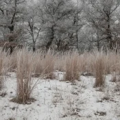 Little Bluestem in the winter, credit: Brett Whaley