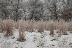 Little Bluestem in the winter, credit: Brett Whaley