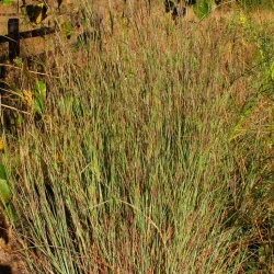 little-bluestem-grass