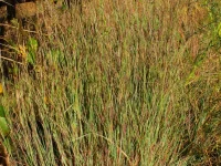 little-bluestem-grass