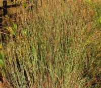 little-bluestem-grass
