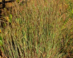 little-bluestem-grass