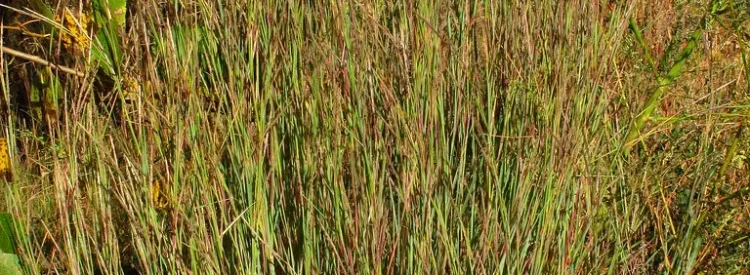little-bluestem-grass